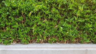 背景是绿叶和水泥镶边