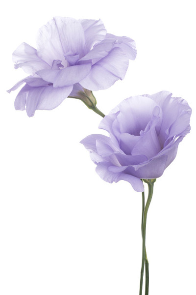 eustoma