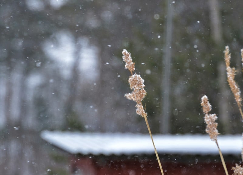 海边的植物在下雪