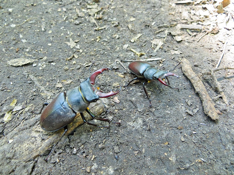 普通雄鹿甲虫