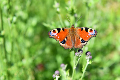 Aglais I