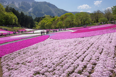 一边开花的夹竹桃(埼玉日山公园)