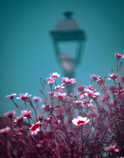 玛格丽特雏菊花园