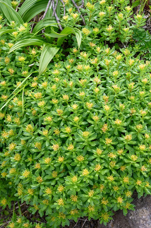 长凯山高山植物(学名:红景天科)