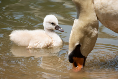 Swan