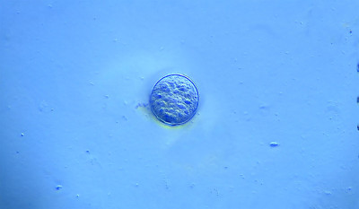 发展多细胞生物