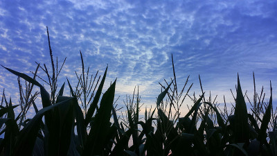 爱荷华玉米，夏日日落