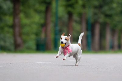 杰克罗素梗犬