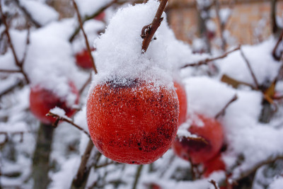 雪中的柿子枝上