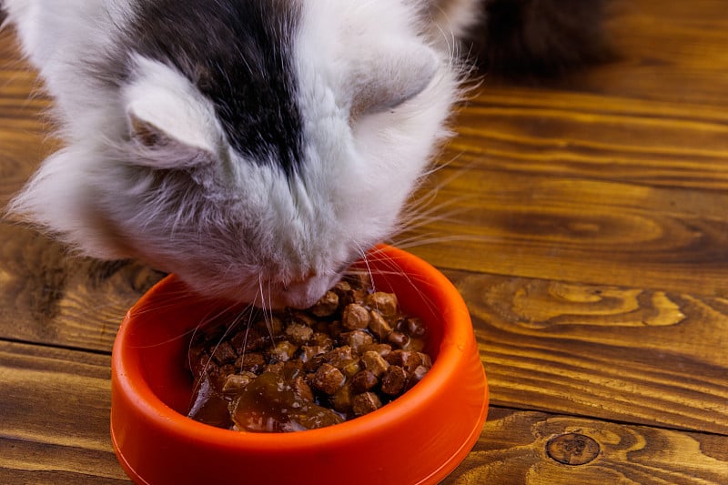 可爱的猫吃他的食物从橙色的塑料碗