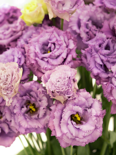 Eustoma