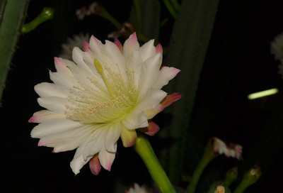 仙人掌花在夜里