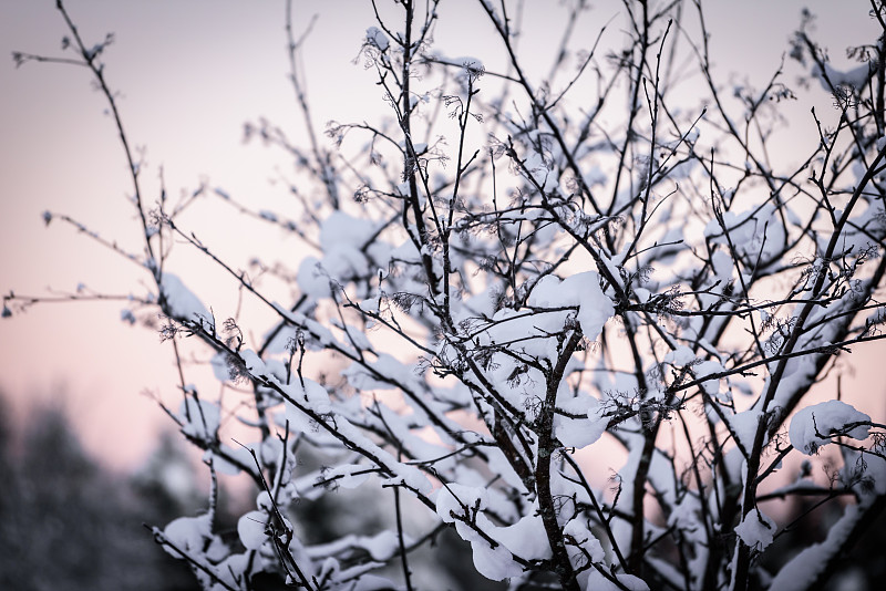 芬兰库库库鲁度假村的树枝上覆盖着厚厚的积雪和冬季的夕阳。