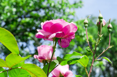 花园里的玫瑰丛
