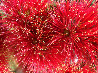 Pohutukawa花