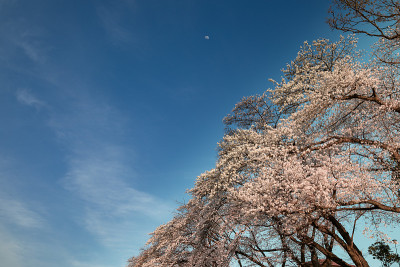 日本千叶县Nagareyama市河岸上的一排樱花树