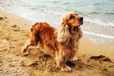 英国可卡犬的狗狗形象