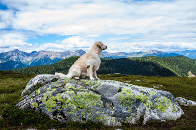 坐在阿尔卑斯山前的金毛寻回犬