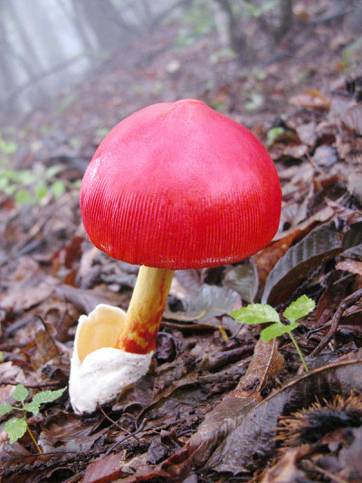 Amanita caesarea