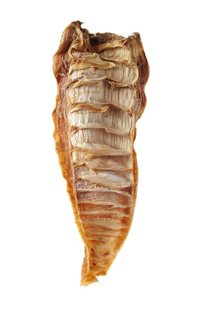 干笋