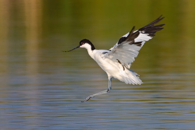 脚Avocet