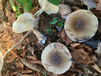 Bad Aibling是一个温泉小镇，也是巴伐利亚地区的前行政区，位于慕尼黑东南56公里处的曼富尔河