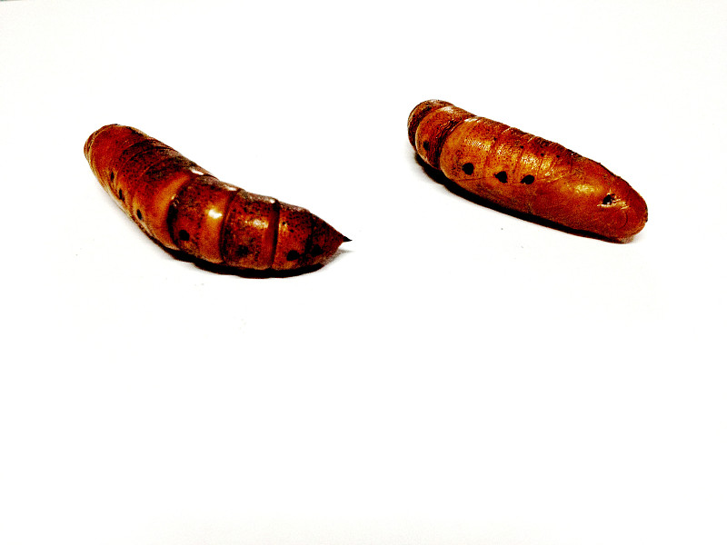 pupa