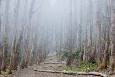 风景如画的小径穿过桉树林，又名在旧金山要塞的情侣巷