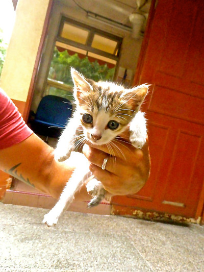 婴儿的小猫