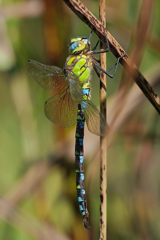 Aeshna cyanea,男