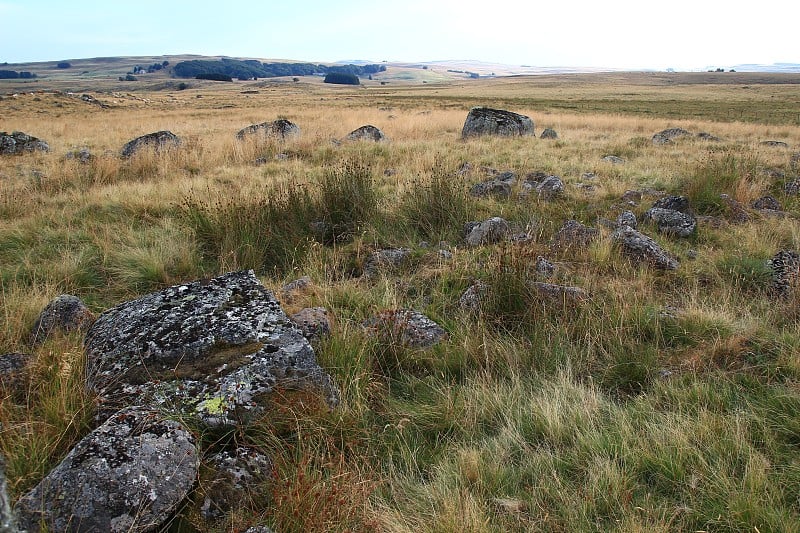 拉克斯公路上的奥布拉克奶牛(Lozère，法国)