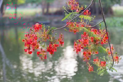 红孔雀花盛开的自然背景。(石莲子pulcherrima)