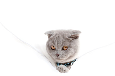 小猫
