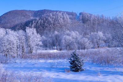 北海道冬季景观，富兰野雾凇