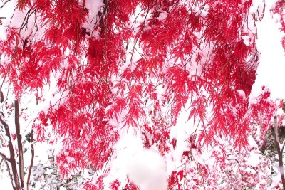 晚秋和粉状雪