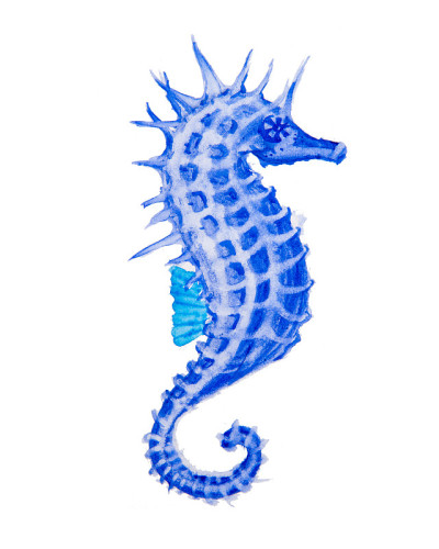 海马的水彩画