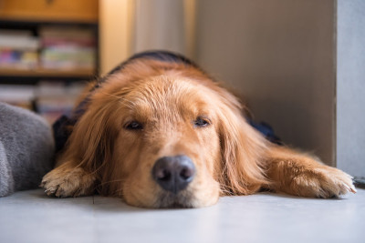 金毛犬躺在地上