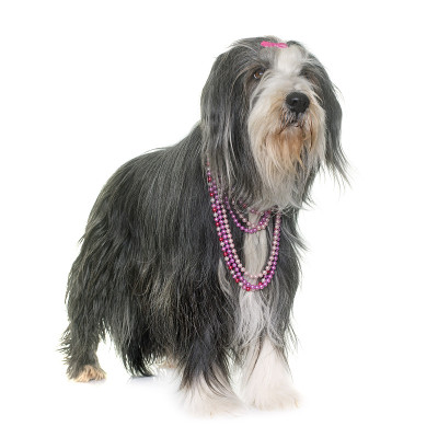 女性古代长须牧羊犬