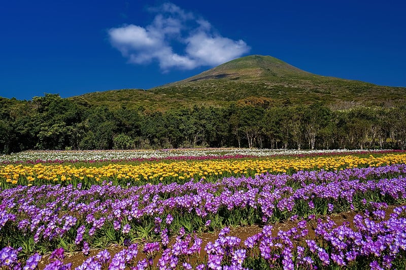 日本东京八町岛的春景