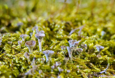 苔藓1