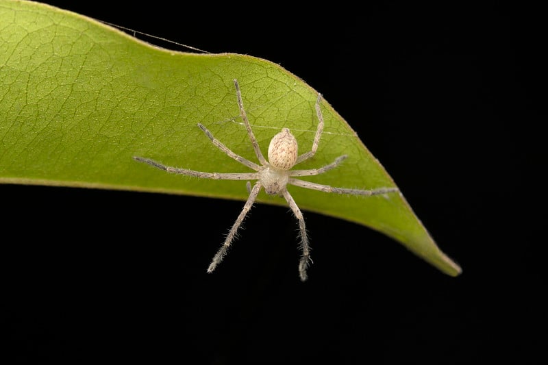 侵略性Olios milleti，猎人蜘蛛，Sparassidae，浦那，马哈拉施特拉邦，印度