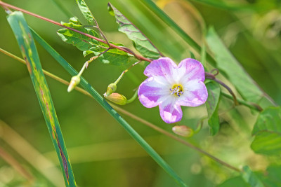 野旋花，惊厥
