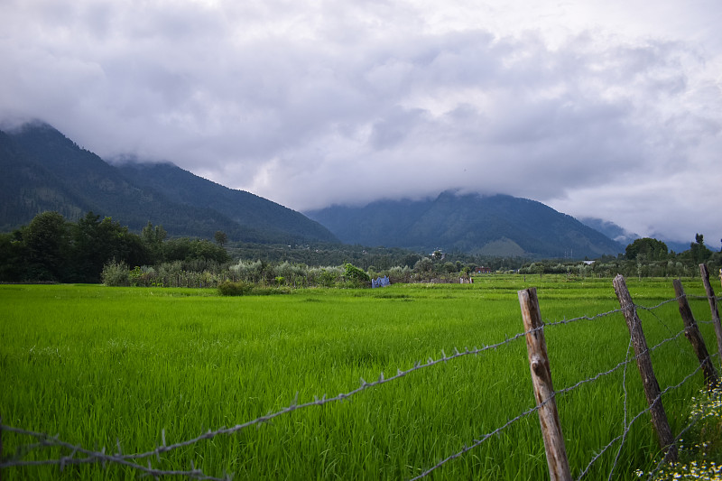 克什米尔美丽的山丘和稻田。