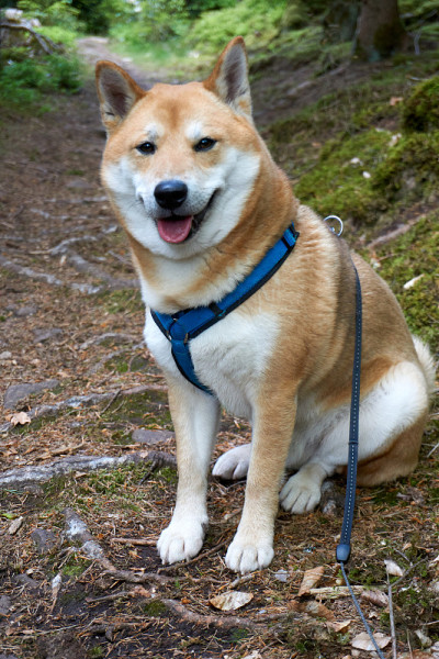 芝麻红柴犬坐在森林里