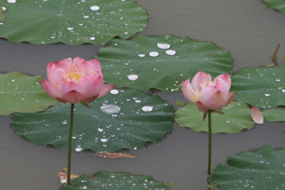 莲花