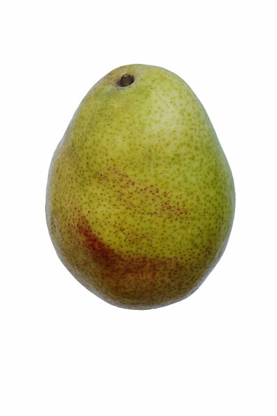德安茹梨