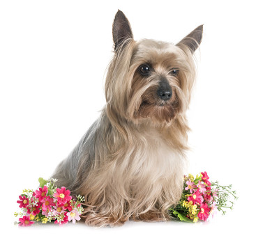 约克郡犬