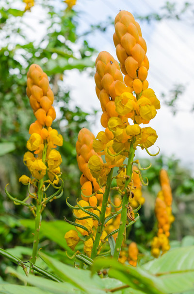 癣灌木花或蜡烛灌木花在自然花园。
