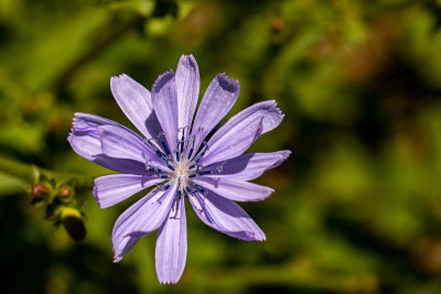 草甸菊苣花，近距离拍摄
