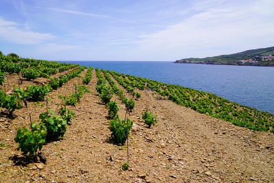 Collioure葡萄园和Banyuls葡萄酒与海岸Vermeille在比利牛斯-东方法国